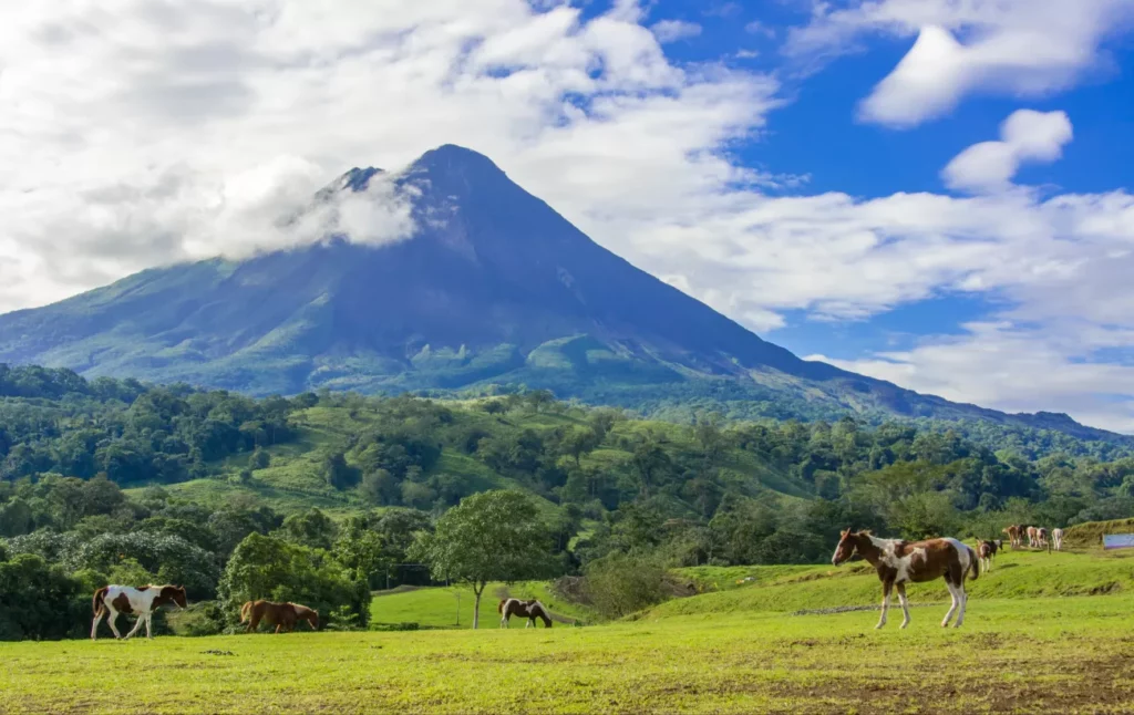 Big mountain with forest, green grass and horses in the foreground