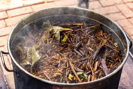 Ayahuasca brew cooking in a big pot